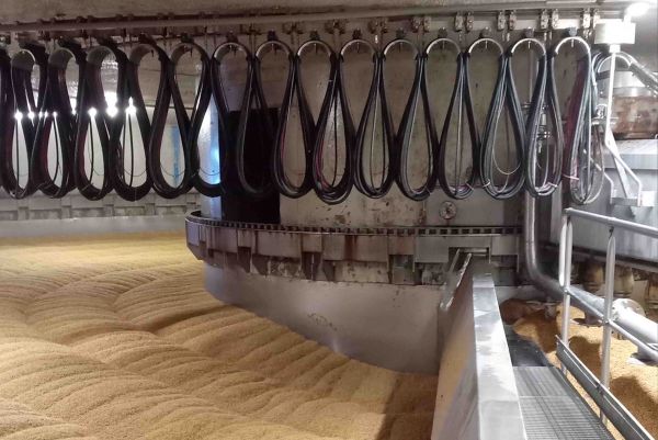 Vue sur un système de convoyage et de brassage mécanique suspendu au-dessus d'une cuve remplie de grains de malt dans une malterie industrielle.